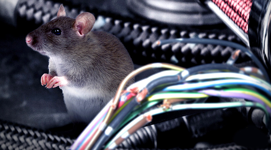 Chuột cắn hỏng dây điện