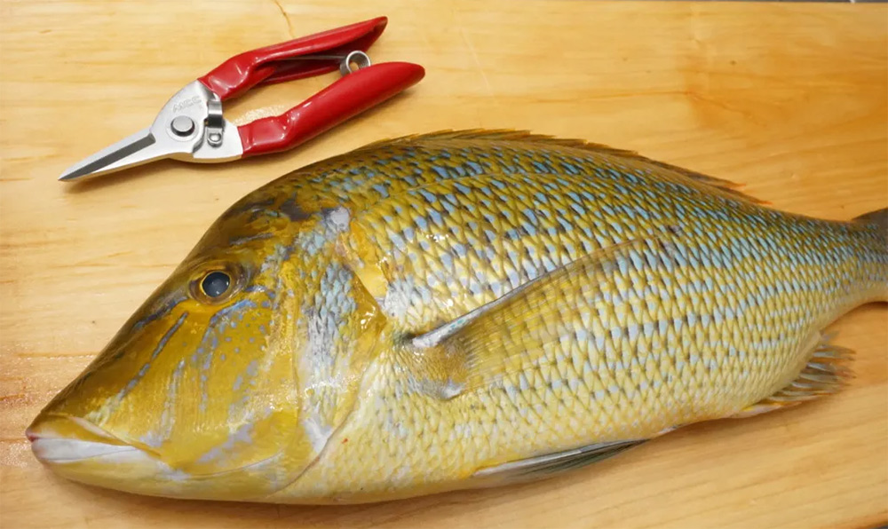 ứng dụng Kéo cắt đa năng lưỡi inox 165 mm MCC Japan MRC-170